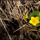 ..Solo für eine Dotterblume..