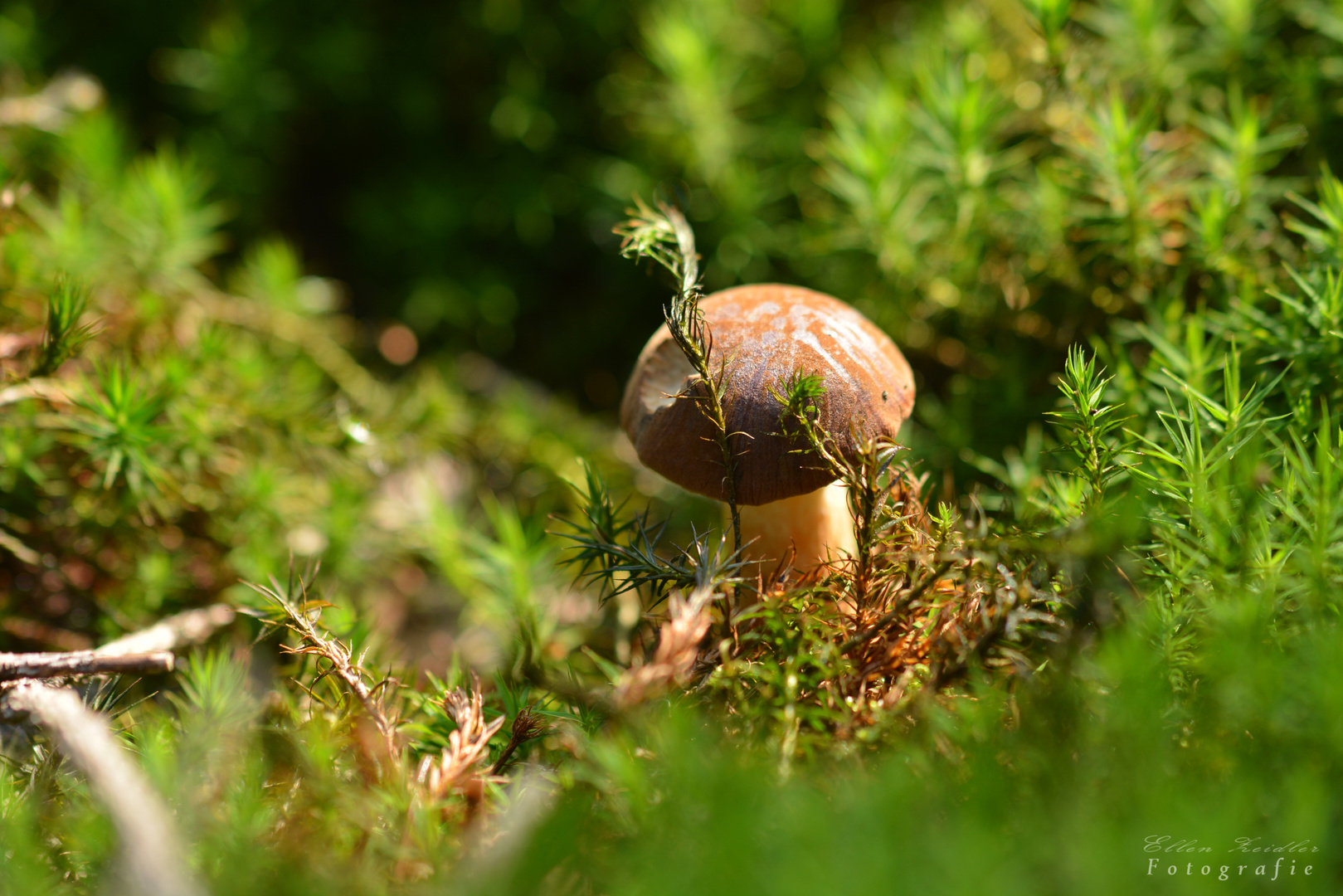 Solo für einen kleinen Pilz