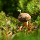 Solo für einen kleinen Pilz