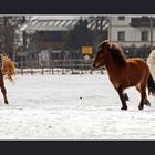 Solo für Fjola ..!