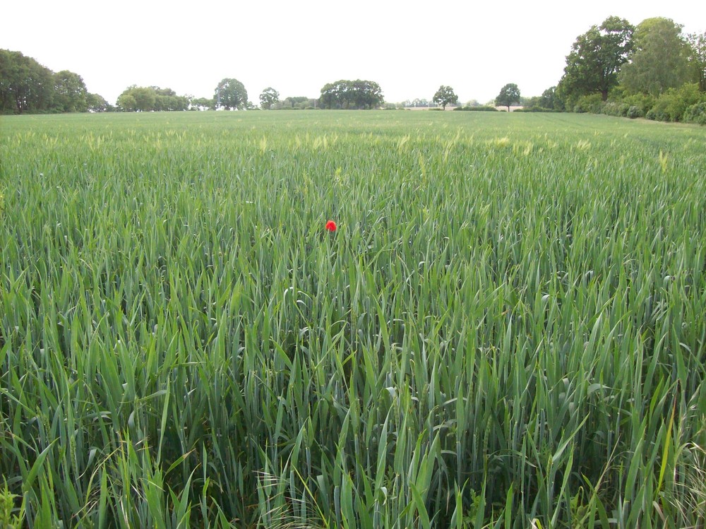 Solo für MOHN