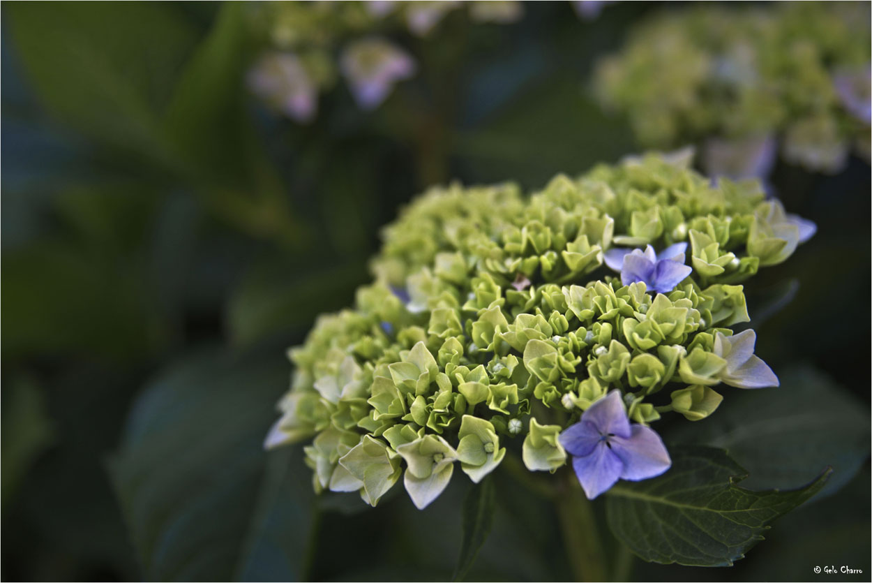 Solo hortensias