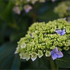 Solo hortensias