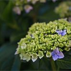 Solo hortensias