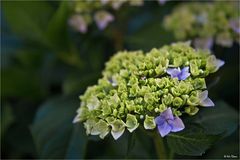 Solo hortensias