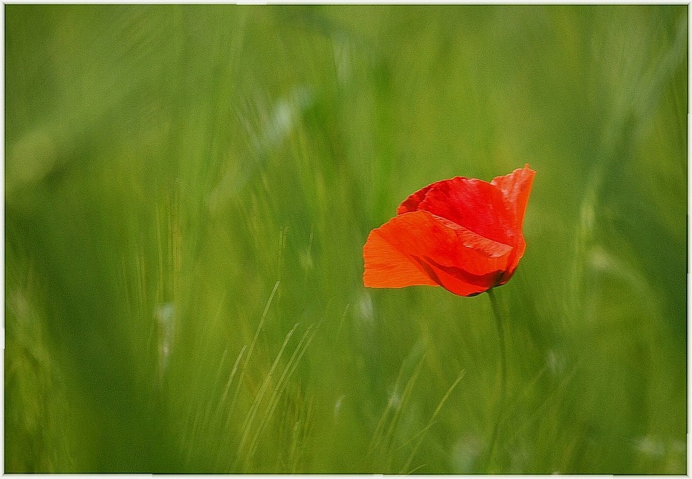 Solo im Sommerwind