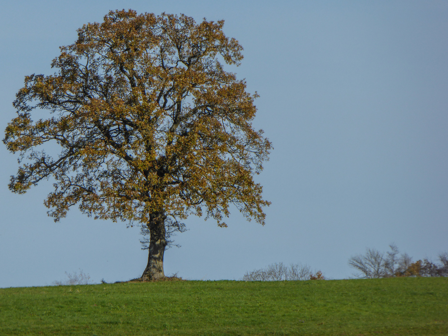 Solo in Eiche