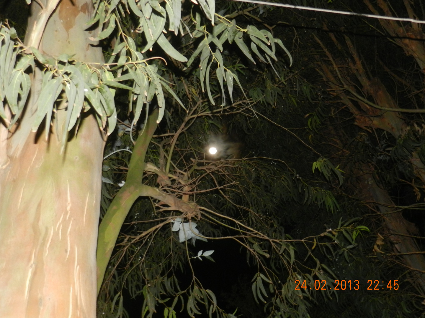 solo la luna como enrredada en las ramas del pino.