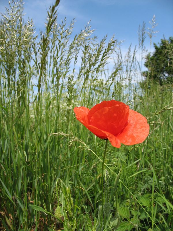 solo mohn