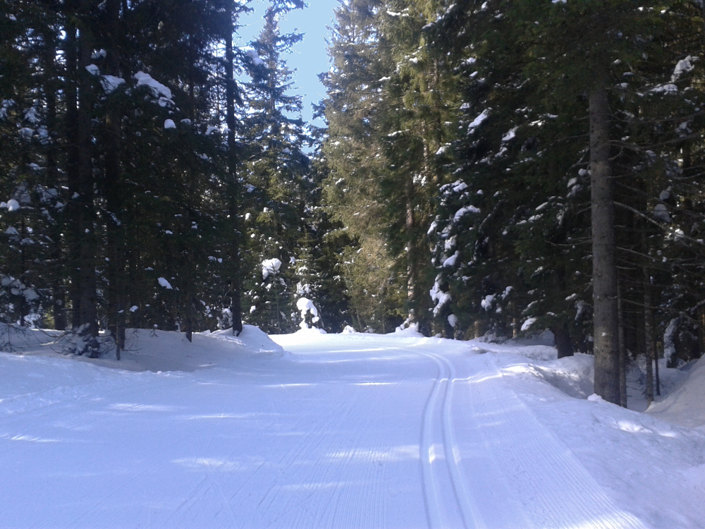 Solo, nel bosco