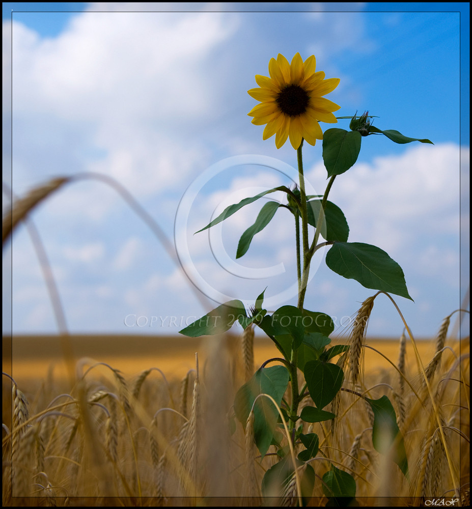 Solo nel grano...