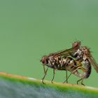 Solo para insectos mayores de 18