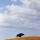 solo soletto in mezzo alla campagna