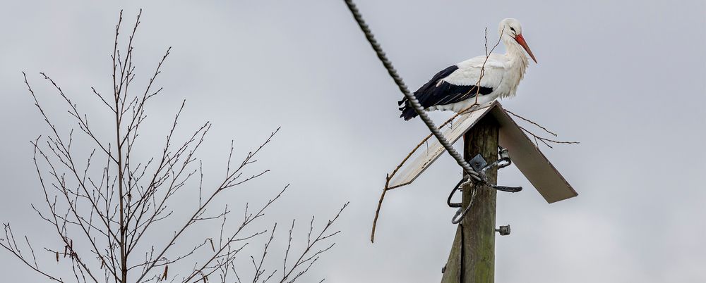 SOLO-Storch bei der Grund-STOCK-legung 