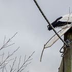 SOLO-Storch bei der Grund-STOCK-legung 