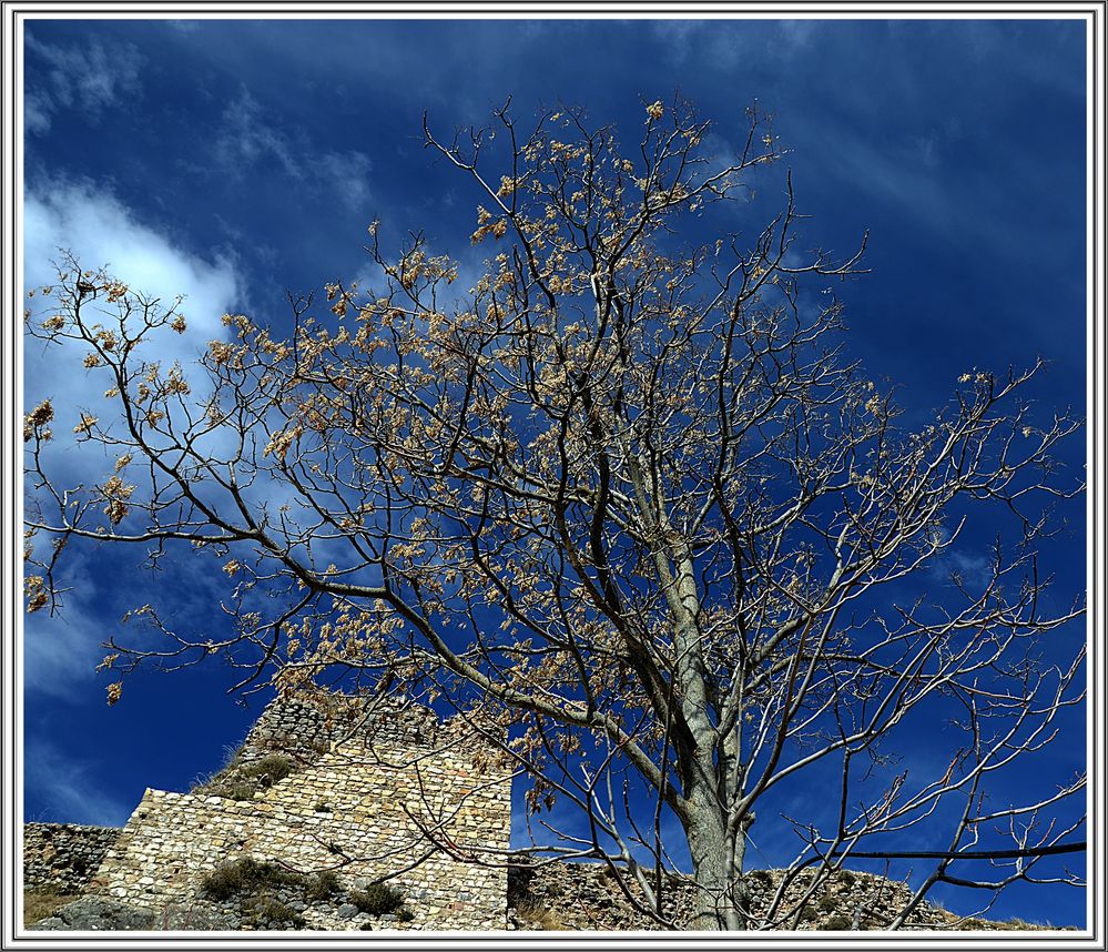 Solo un arbol