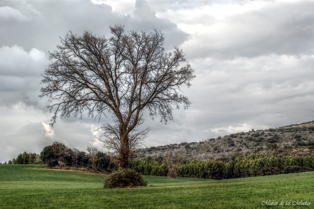 ...solo un arbol solo....