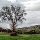 ...solo un arbol solo....