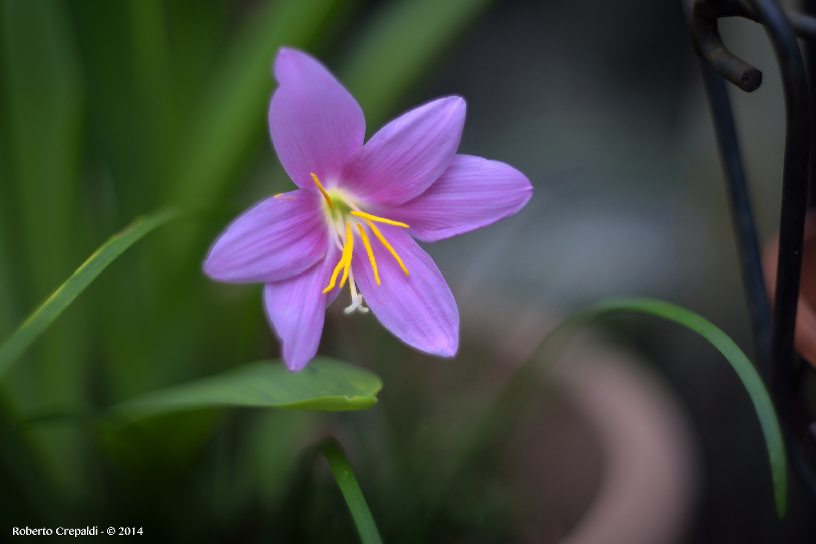 Solo un fiore