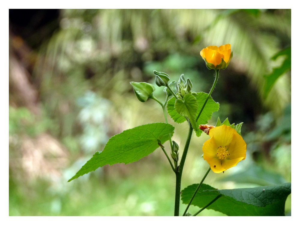 Solo un flor