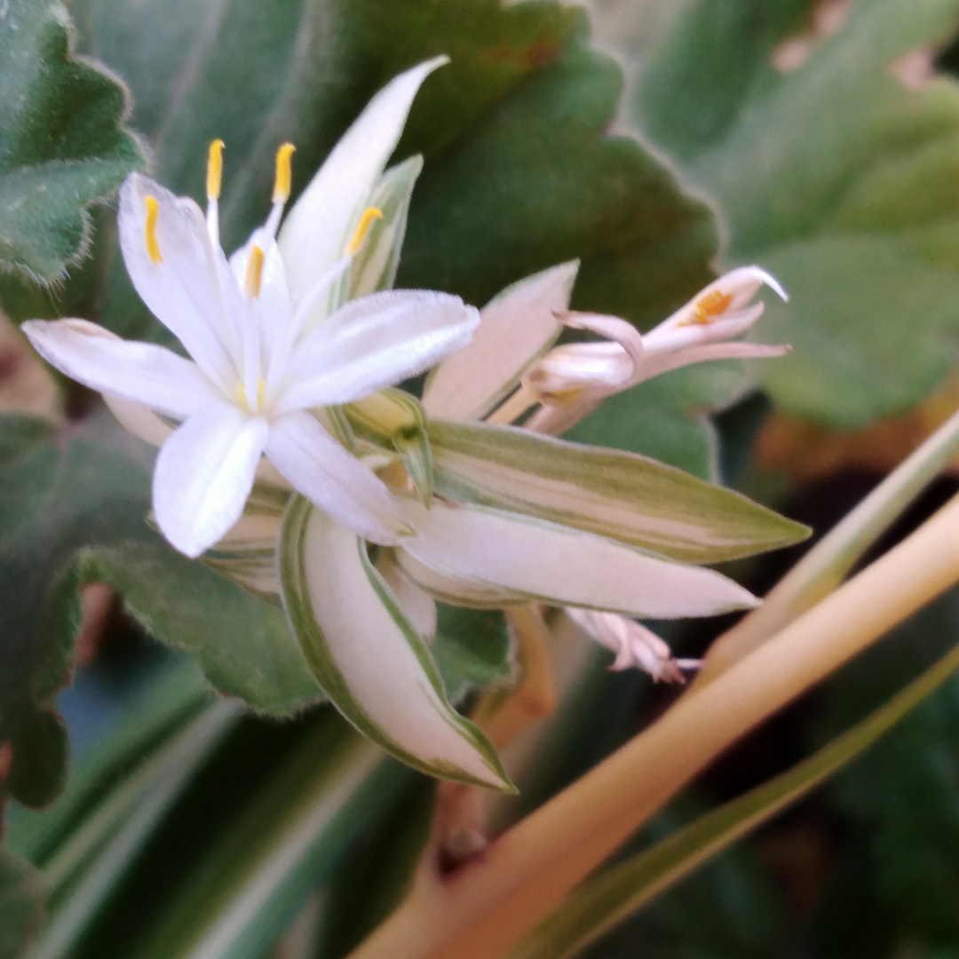  Solo una  flor 