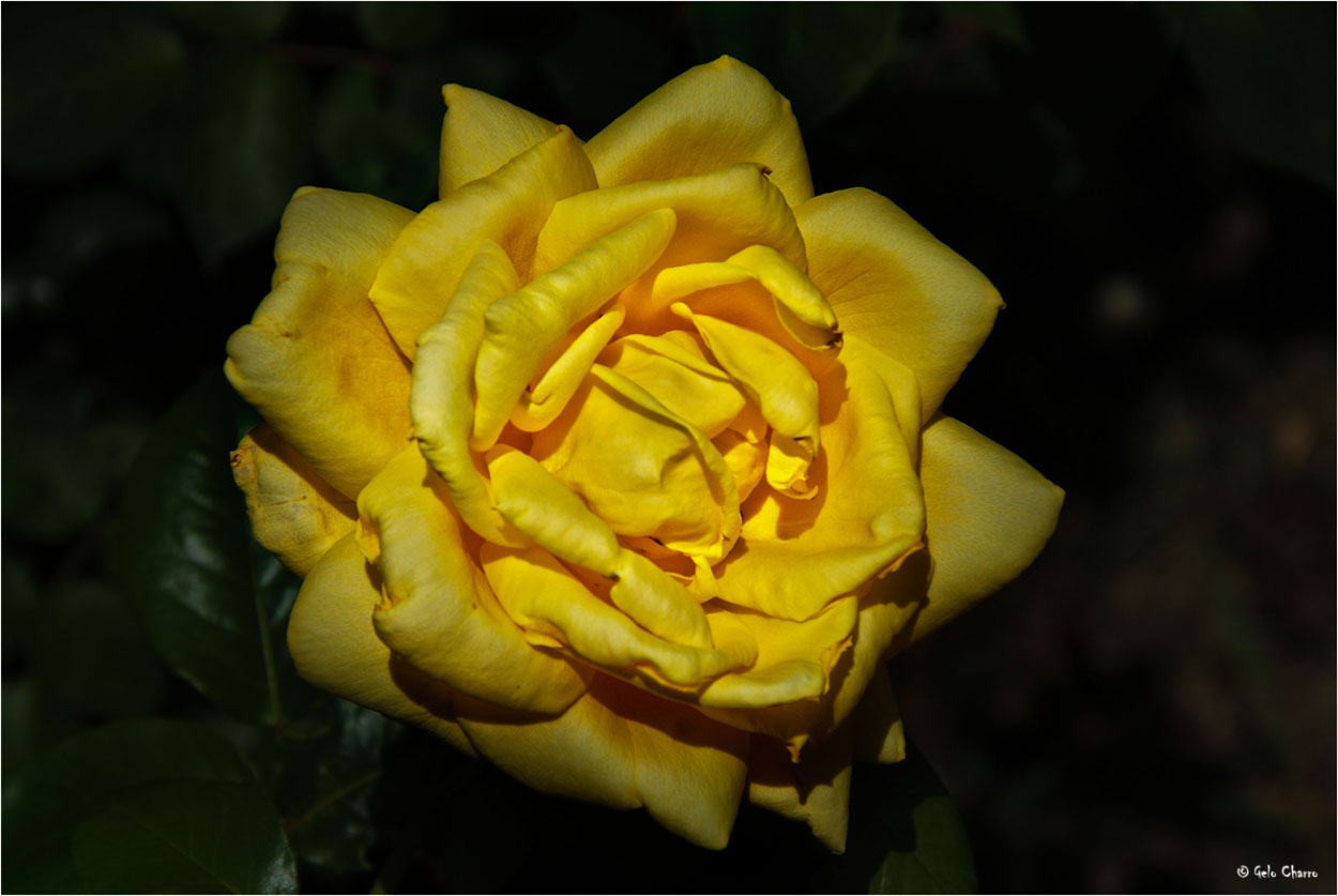 Solo una rosa