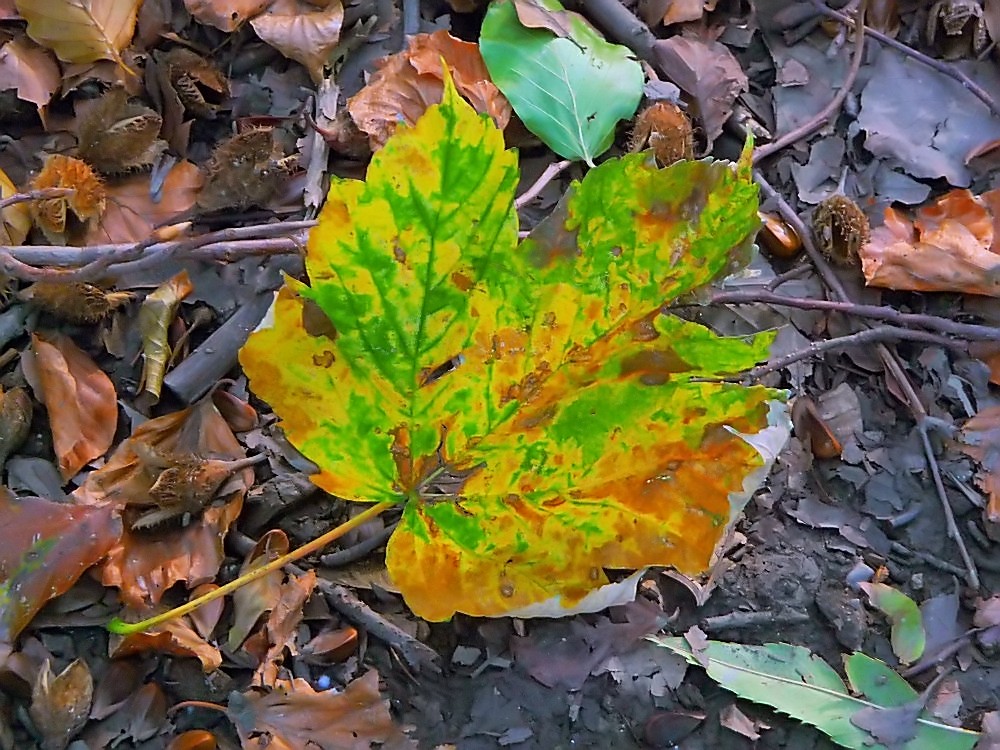 Soloauftritt Herbst