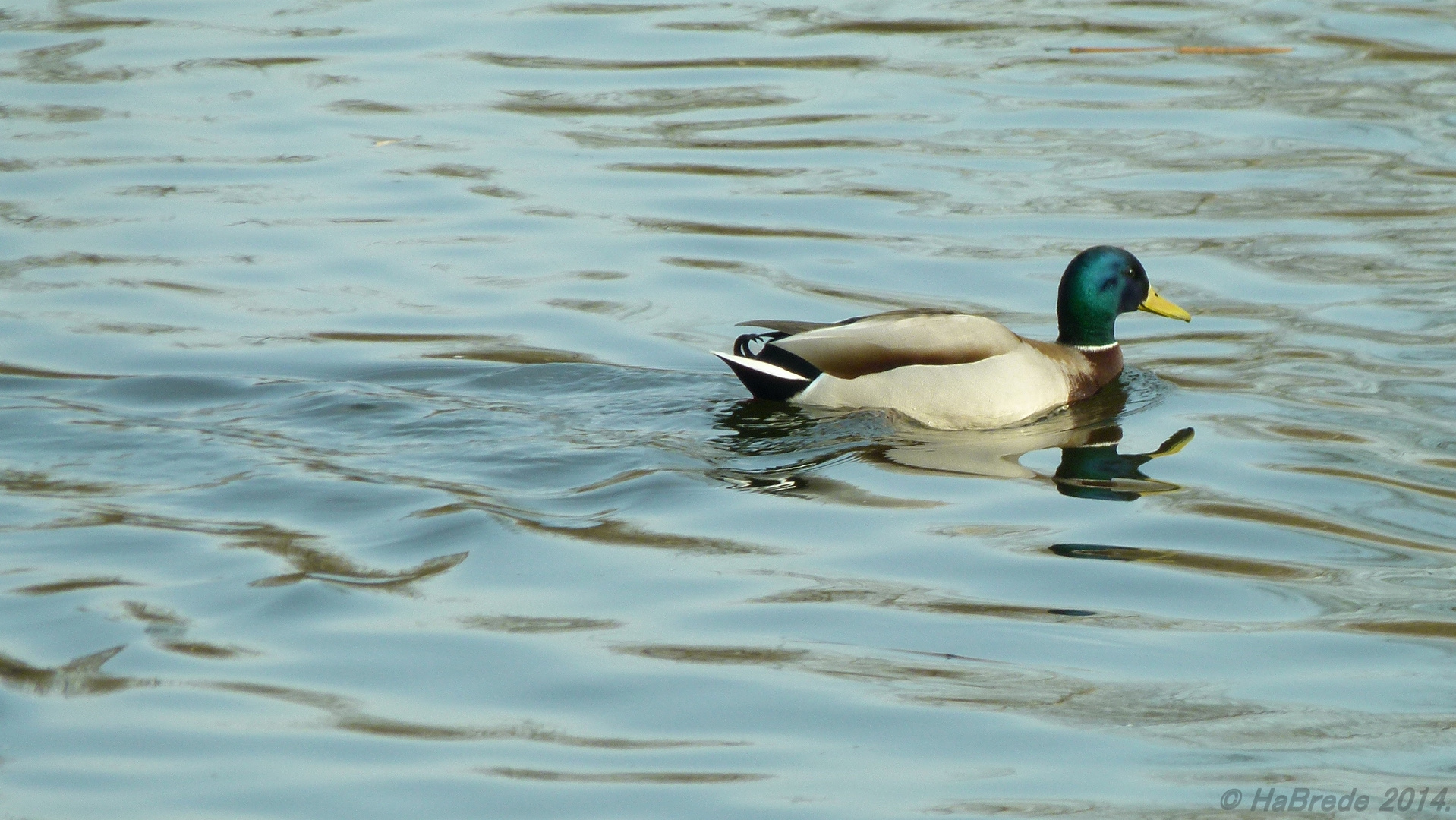 Soloschwimmen