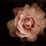 ...solo...una rosa *...