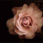 ...solo...una rosa *...