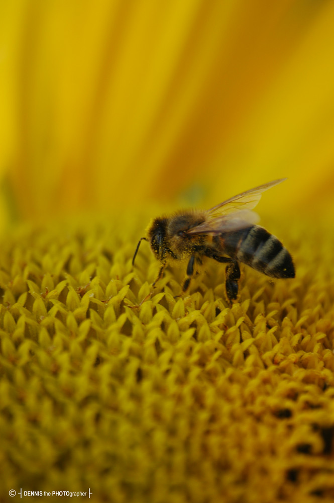 "Solsting" (Swe) Bee in a sunflower