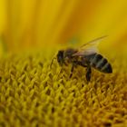 "Solsting" (Swe) Bee in a sunflower