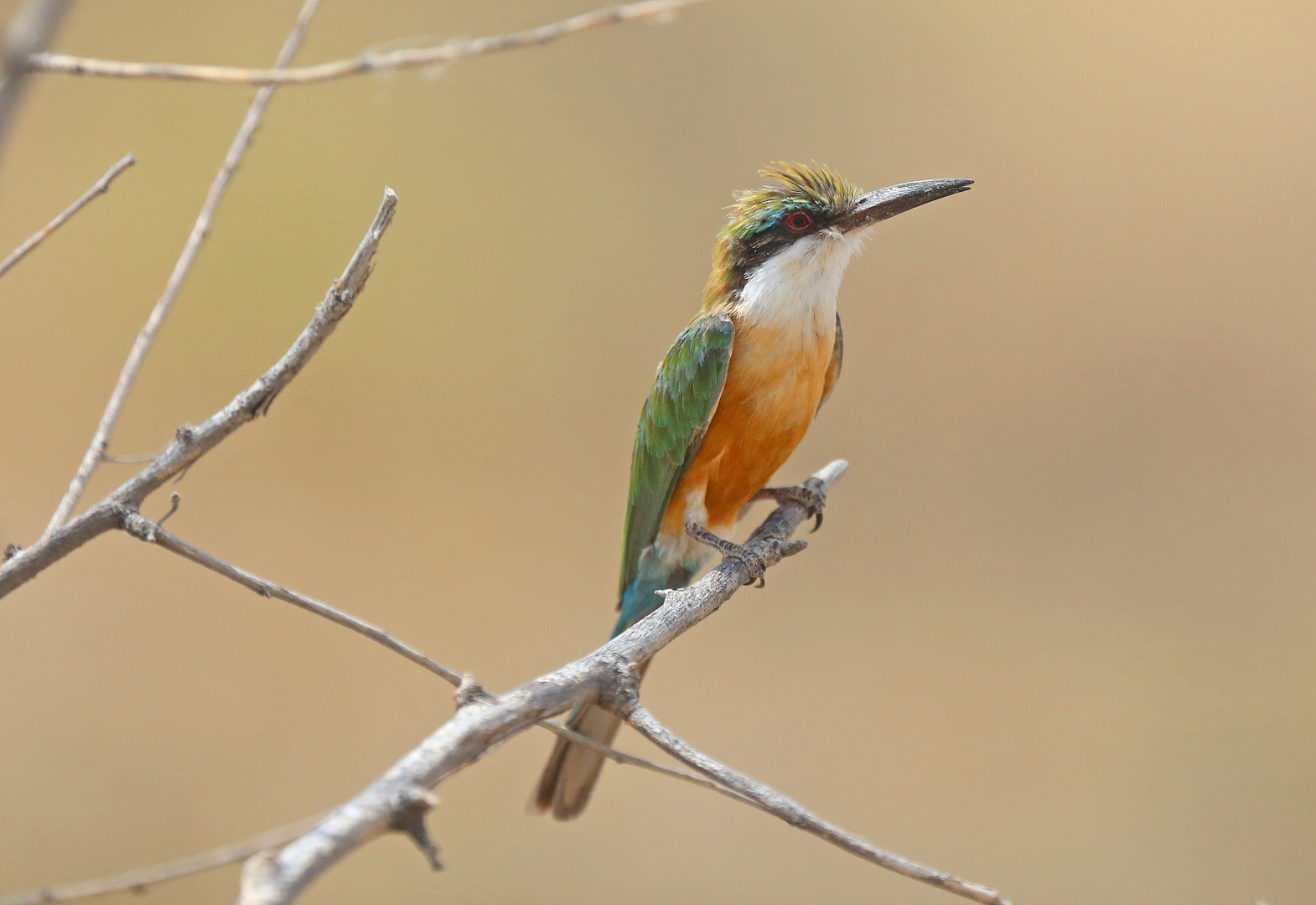 Somali Bee-eater