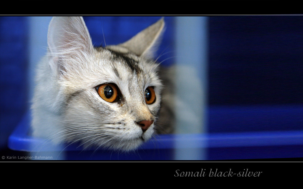 Somali black-silver