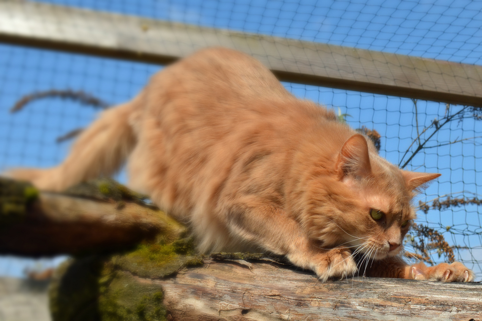 Somali Kater