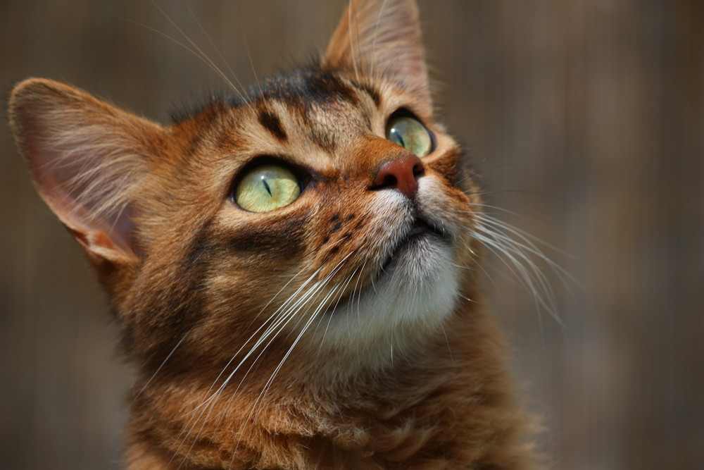 Somali - Kater