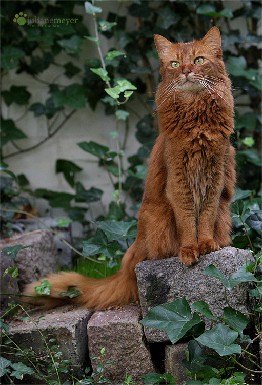 Somali Kater