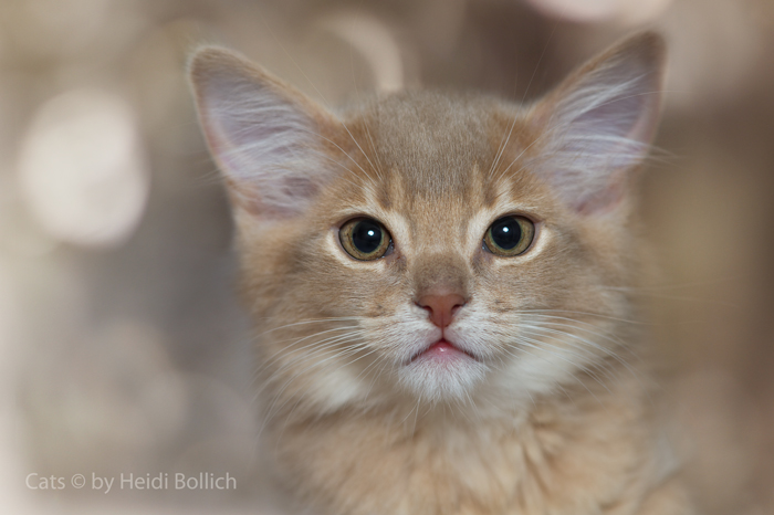 Somali Kitten / 1