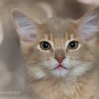 Somali Kitten / 1