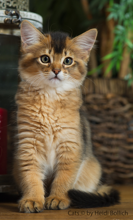 Somali Kitten / 2