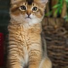 Somali Kitten / 2