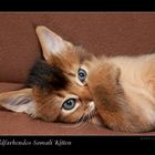 Somali Kitten