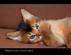 Somali Kitten