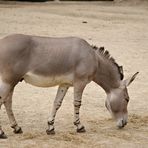 Somali Wildesel