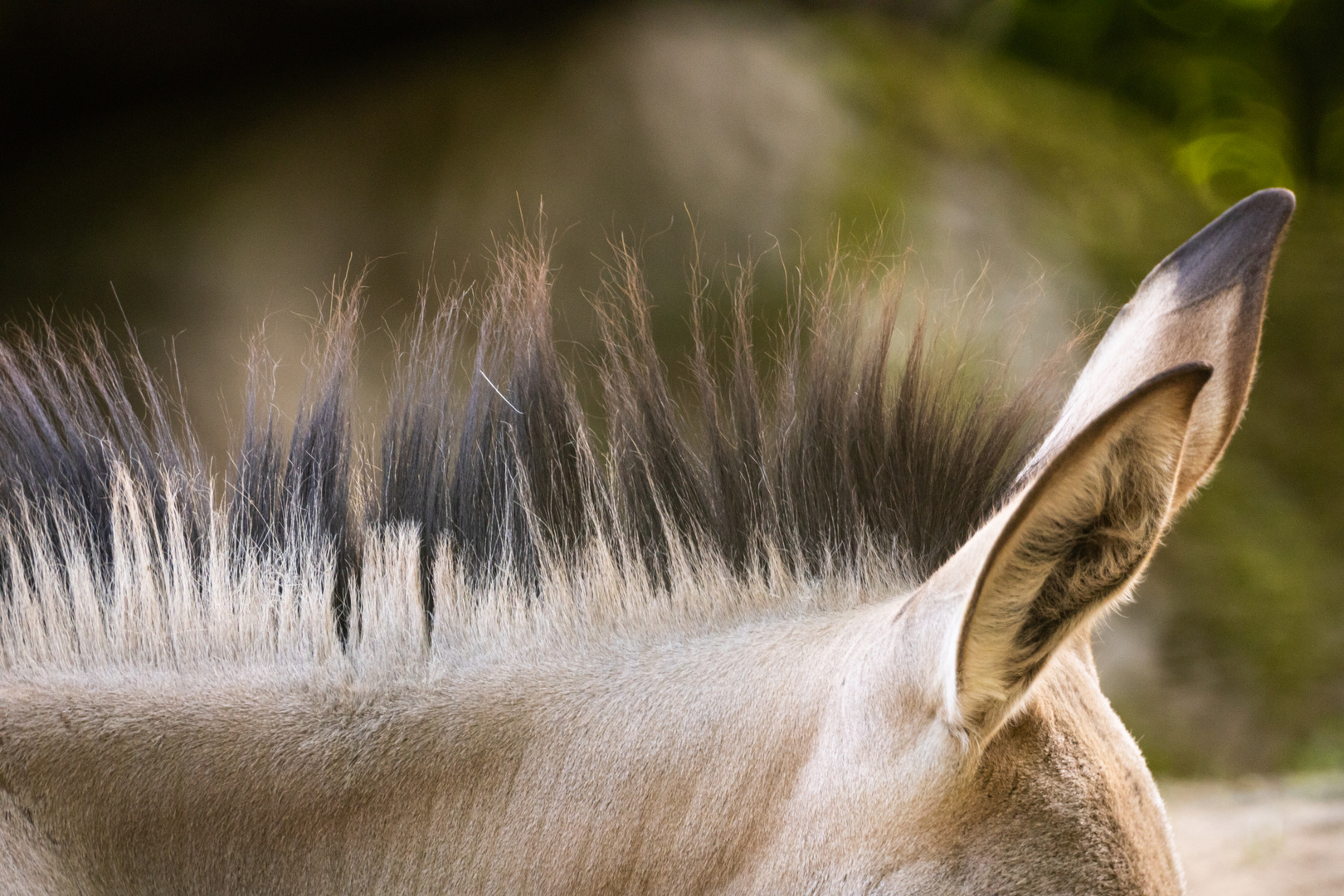 Somali-Wildesel