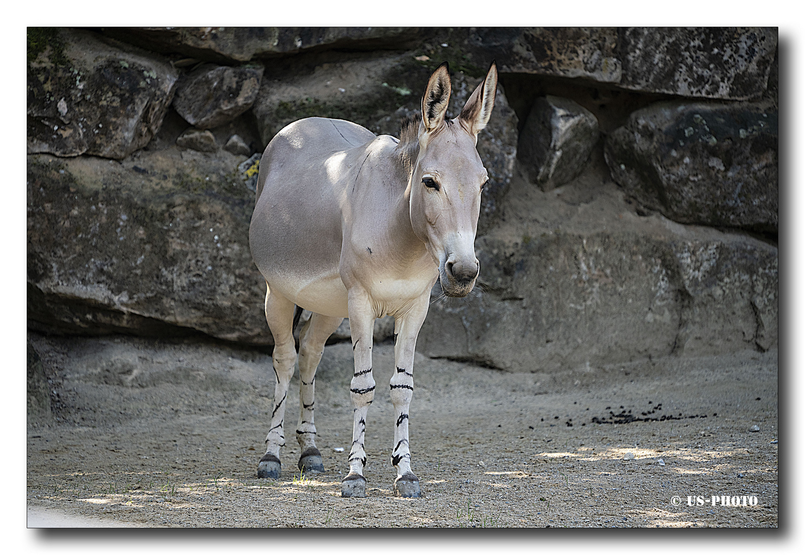 Somali Wildesel