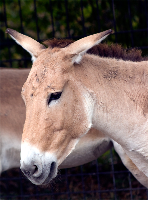 Somali-Wildesel von Sarah M. Schneider