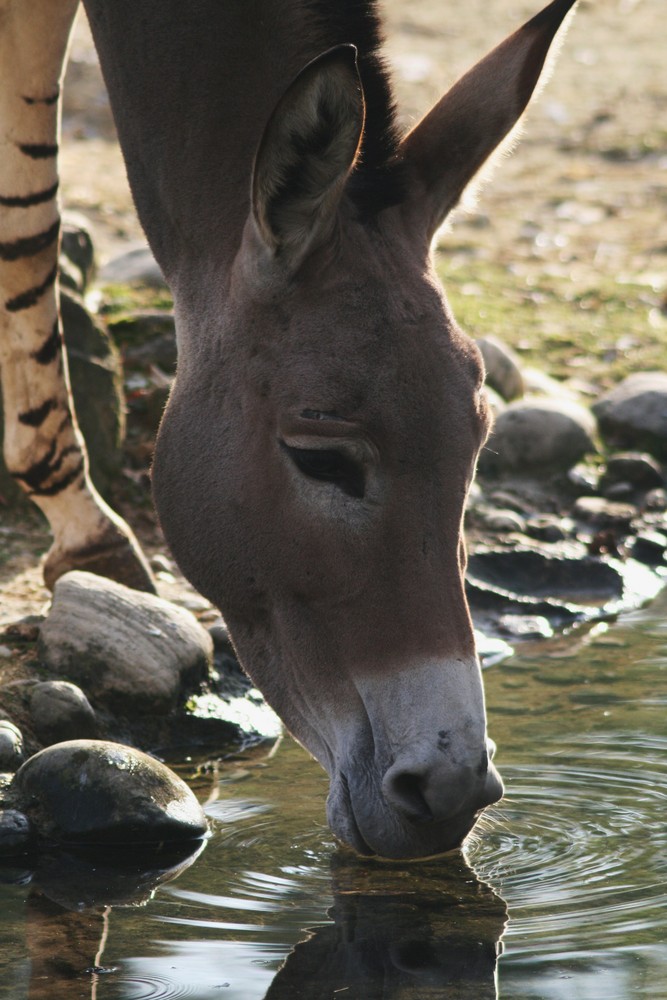 Somali-Wildesel