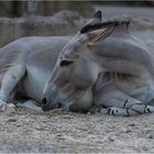 Somali-Wildesel