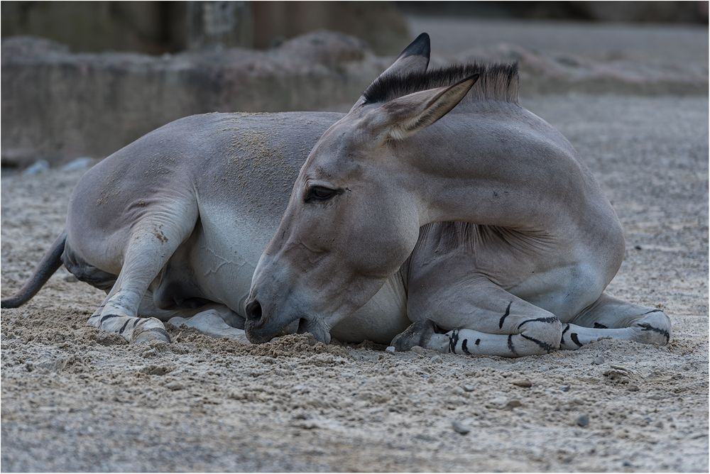 Somali-Wildesel